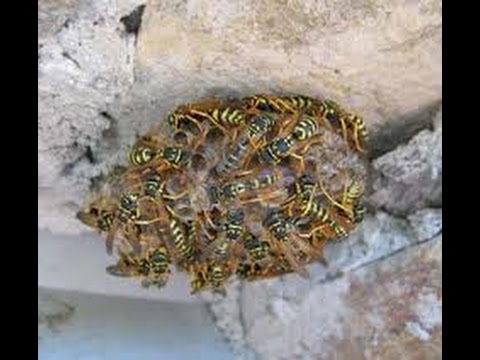 Come Individuare Un Nido Di Vespe Giganti Con Il Caffe Calabroni Ammazza Somari Pericolosi Youtube