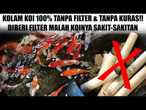Apakah Ikan Koi Bisa Hidup Tanpa Aerator