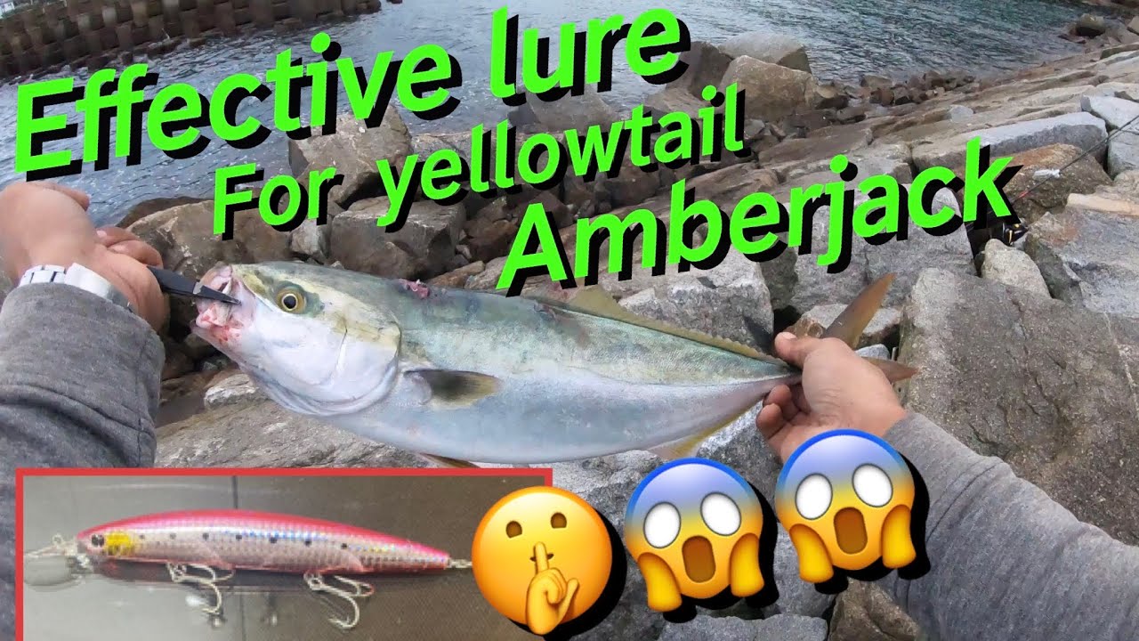 EFFECTIVE LURE FOR YELLOWTAIL AMBERJACK YouTube