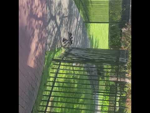 Crows and Squirrels and Be May 1st 3:53 pm Pacific standard time 2025
