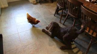 Labradoodle Arthur and Xena the warrior chicken