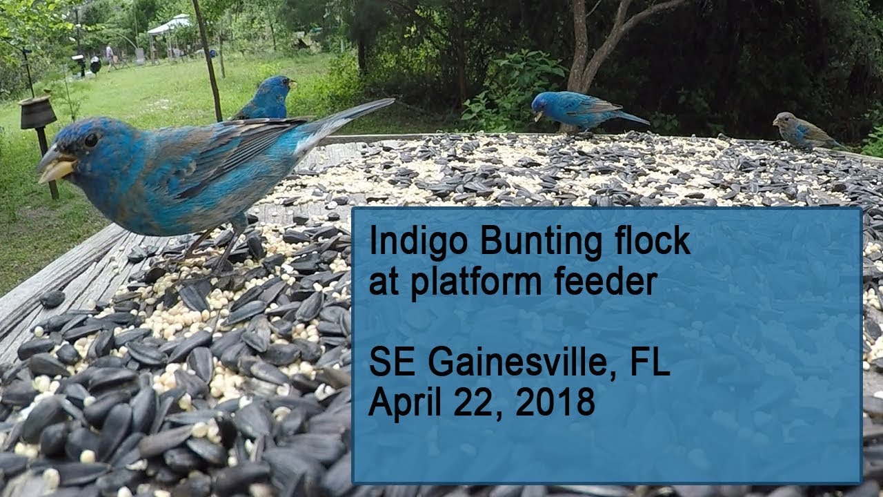 Indigo Bunting flock at platform feeder April 22 2018 