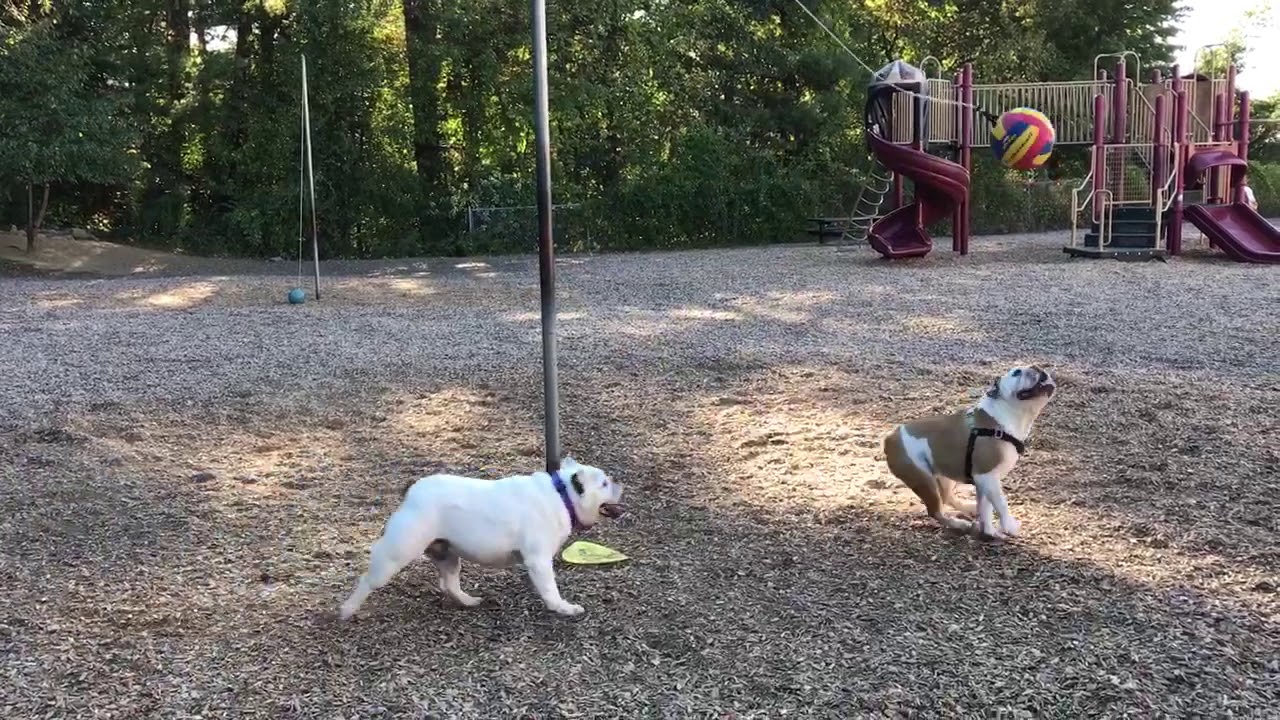 Animalsdt dogs play tether ball on playground YouTube