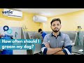 How often should i groom my dog  what vets say