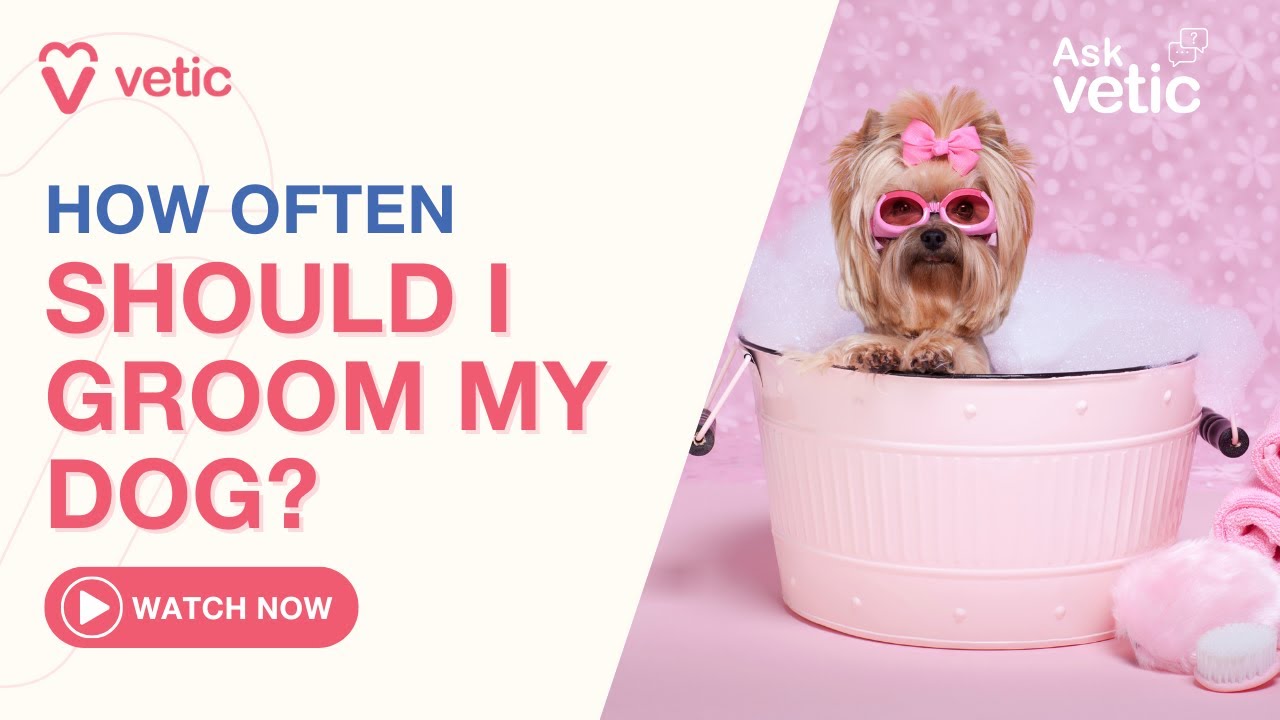 How Often Should I Groom My Dog What Vets Say YouTube how-often-should-i-groom-my-dog-what-vets-say-youtube