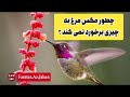 چطور مرغ مگس به چیزی برخورد نمی کند