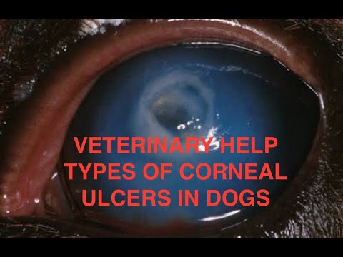 Video: Hoornvliesziekte (overgeërfd) Bij Honden
