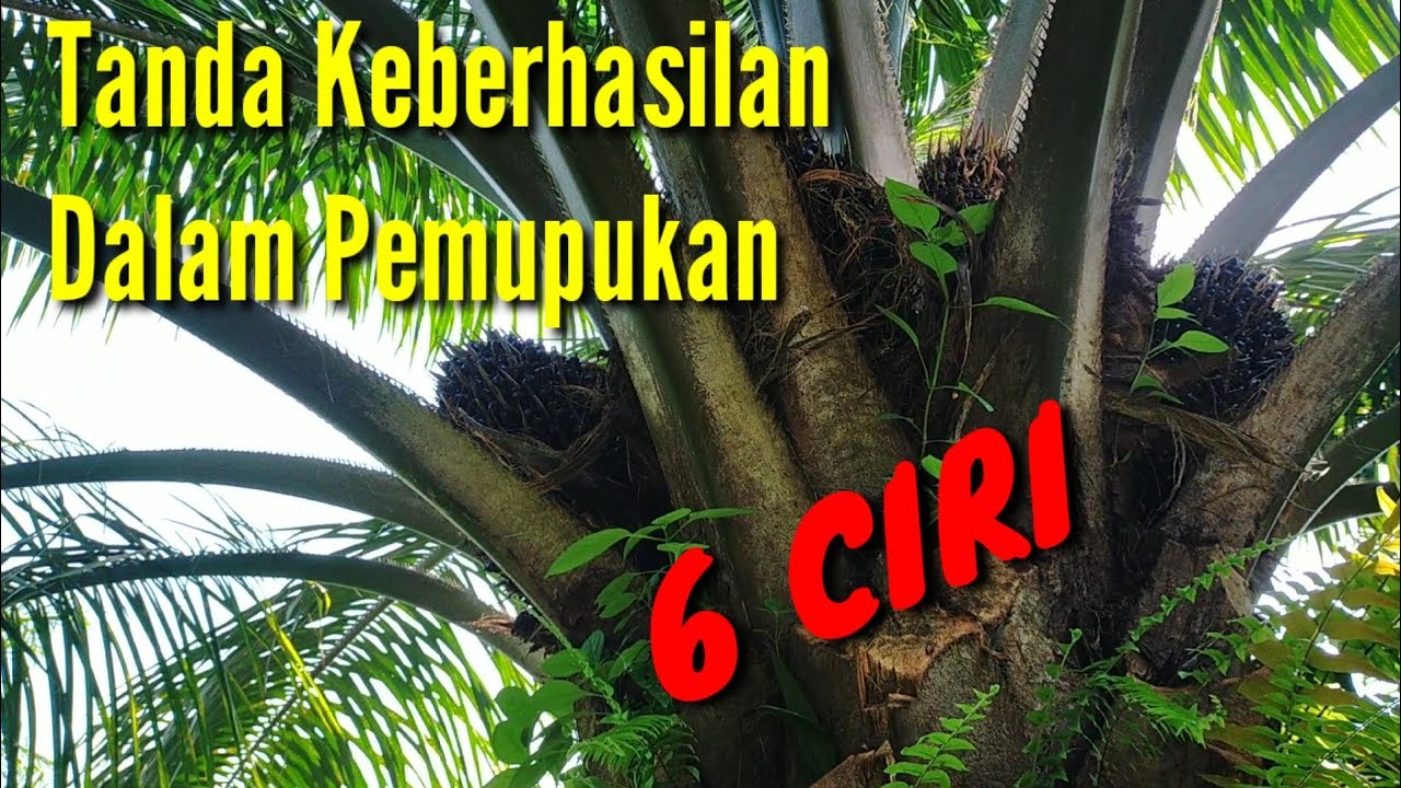 Kapan pupuk kita terserap dan apa cirinya?@Kopi Inspirasi81