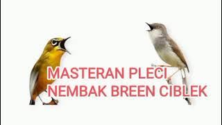 MASTERAN PLECI NEMBAK BREEN CIBLEK