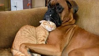 Funniest Cats And Dogs Videos 2024 😁 Funniest Animals 😄