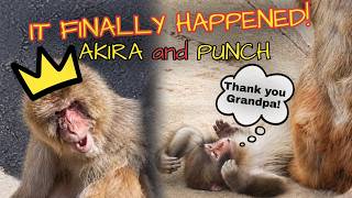 King Akira Accepts Little Punch at Last 😭♥️