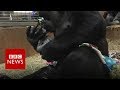 Vídeo: Mamãe gorila beija o filho a que acaba de dar à luz e emociona as redes sociais