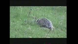 Dragonland. The Badger Song.