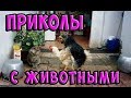 УЛЁТНЫЕ ПРИКОЛЫ С ЖИВОТНЫМИ | СМОТРЕТЬ ОБЯЗАТЕЛЬНО! | Октябрь 2018