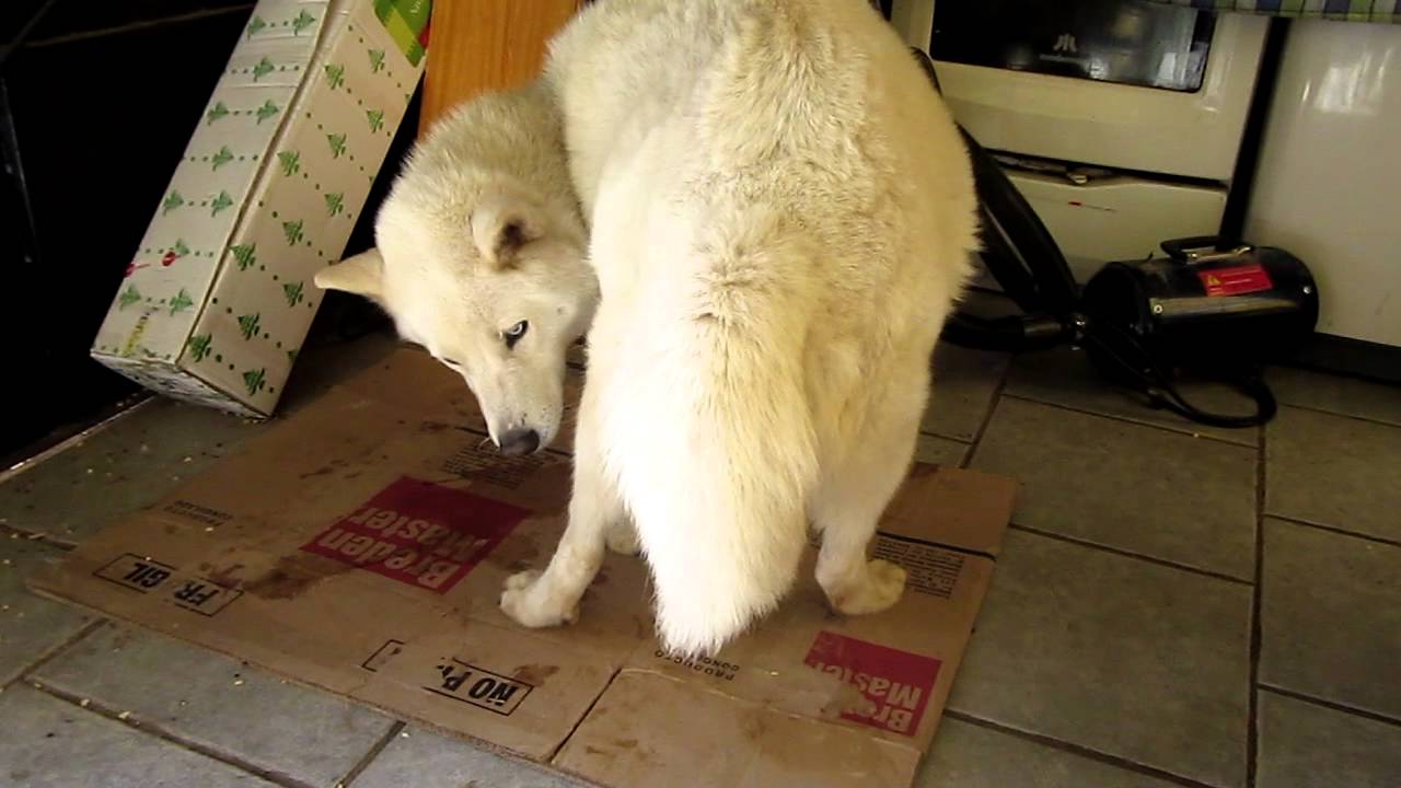 como inducir un parto de perros como inducir un parto de perros
