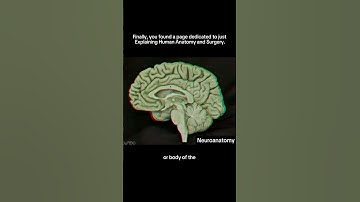 This is the medial view of the brain 👇