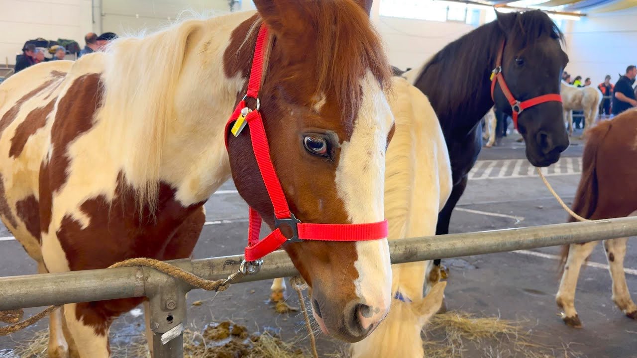  Pferdemarkt in Prüm 06.04.2024 - YouTube Illustration 