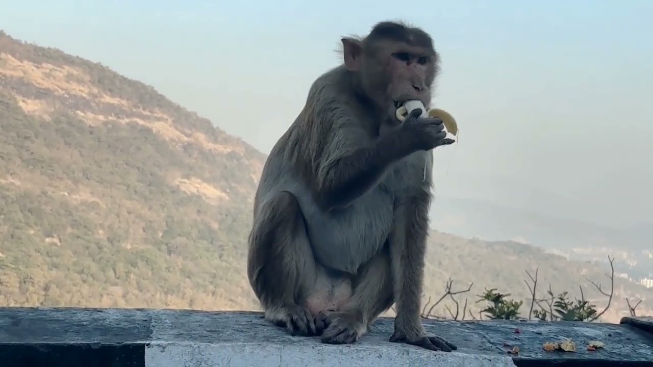 Beauty of nature with feeding Monkey 🐒🐒 