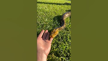 Such a tame python. 🥰 #petsnake #snake #reticulatedpython