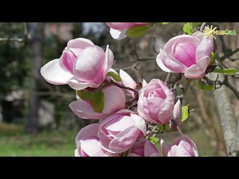 Магнолія Суланжа