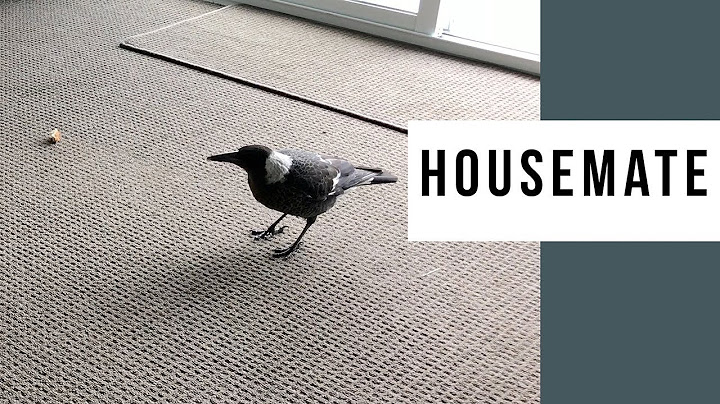 Wild Magpie In My House?