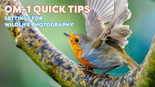 OM-1 Quick Tips: Wildlife Photography Settings