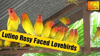 introducing Lutino rosy-faced lovebird mutation