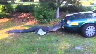 GATOR VERSUS COP CAR!