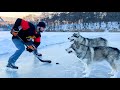 ВАУ! ВПЕРВЫЕ СОБАКИ ИГРАЮТ В ХОККЕЙ