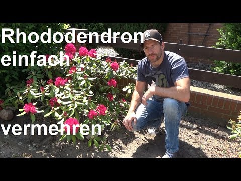 Video: Reproduktion Von Rhododendren. Stecklinge, Schichten, Samen. Foto