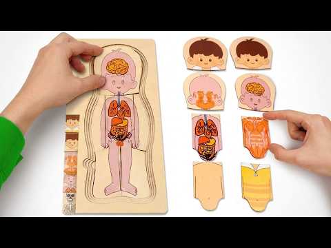 मेरे शरीर के अंदर क्या है? 🧠🫀 बच्चों के लिए मज़ेदार सीख 🌈✨