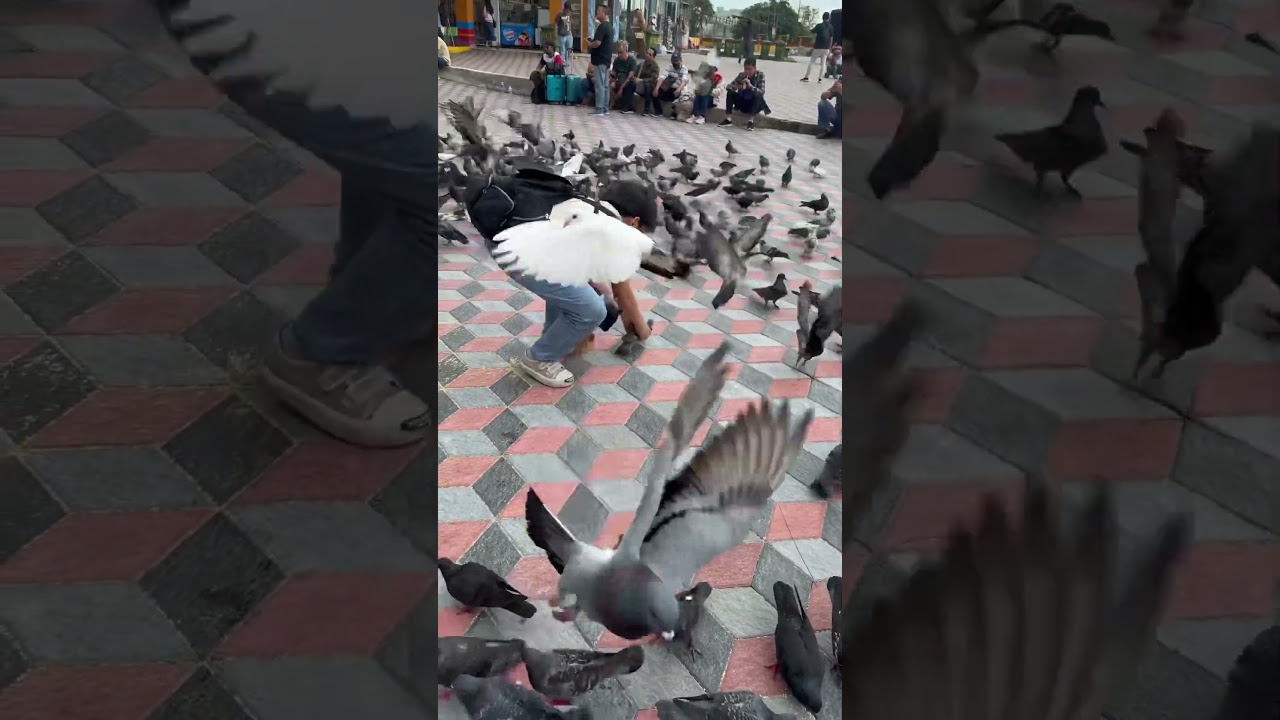 Kid catching pigeon from Batu Caves, Malaysia.