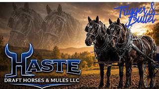 “You Don’t Find Teams Like This… Trigger &amp; Bullet (4 &amp; 5 Yr Old Percherons)”