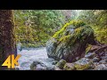 4K Amazing Nature Scenery & Singing Birds Ambience - North Fork Nooksack River, WA - 3 HOUR