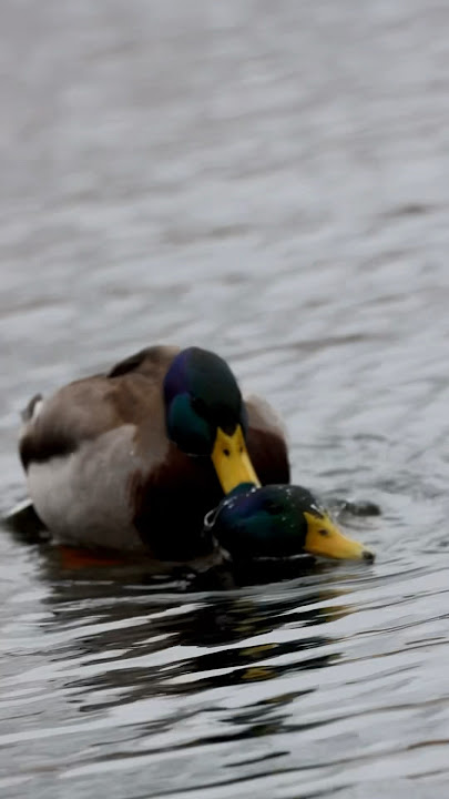 Male mallard ducks mating #mallard #ducks #newshort #youtub #bird #birdlover #subscriber#youtubeguru