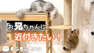 兄の真似をしたくてたまらない子猫 【サイベリアン】