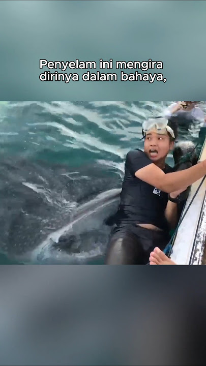 Young whale shark saves old whale shark 💕