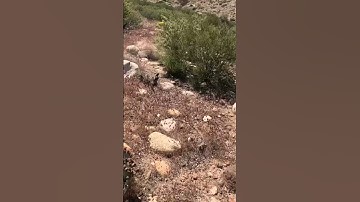 Stepping over a rattlesnake