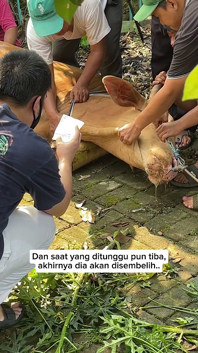 DETIK-DETIK SEBELUM SAPI MEDY RENALDY DIPOTONG..