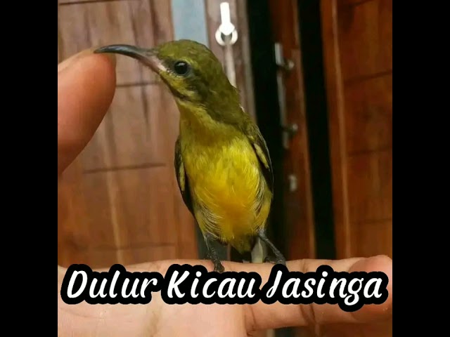 Terapi Sogon Dan semua Jenis Burung Kolibri Yang Macet Bunyi class=