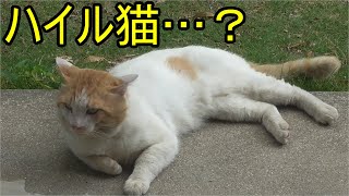 ハイル猫かな?とおもったら父親猫だった…うーんウロウロしてますねぇ
