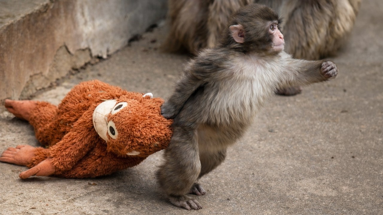 We Thought Mom Wasn’t Coming… But Punch Brought Her to Us