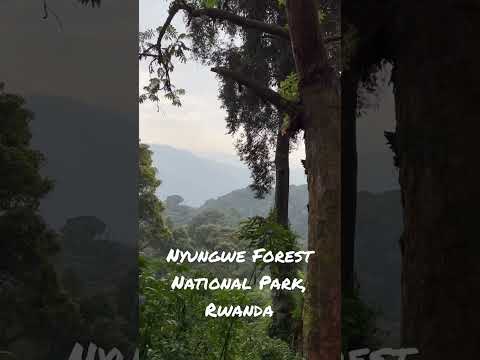 Roaming Through Nyungwe Forest National Park Rwanda 