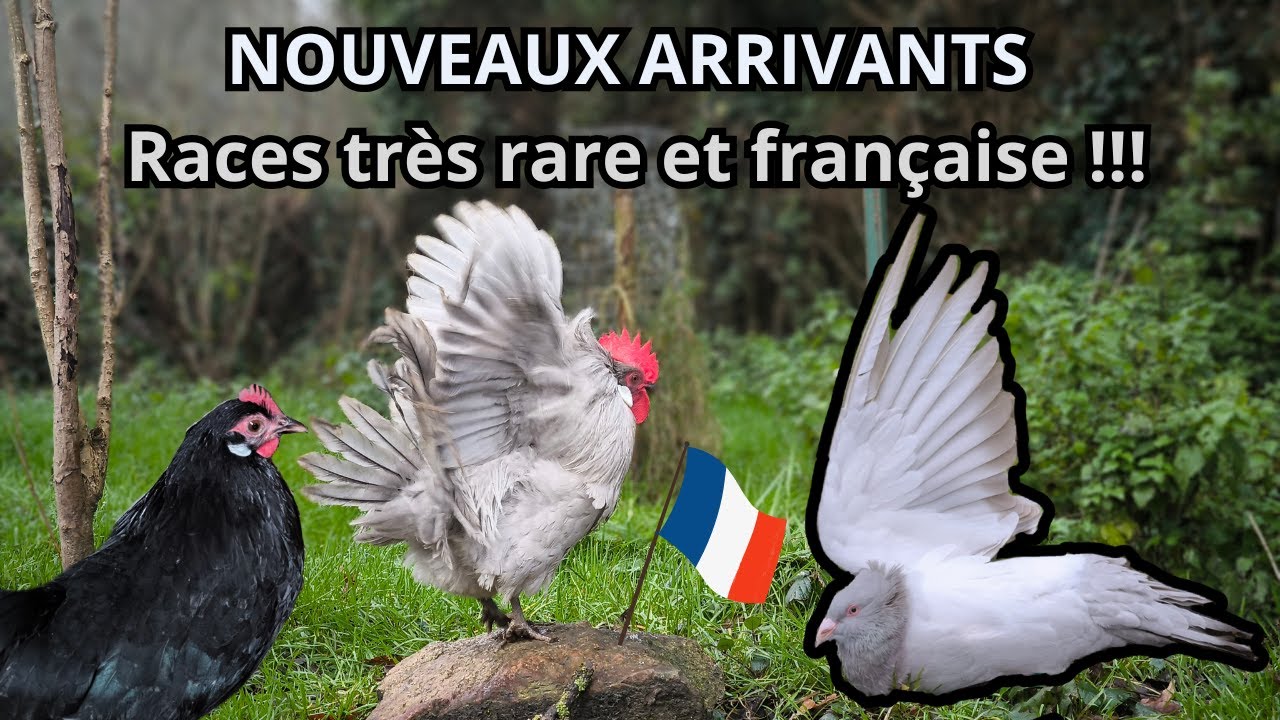 Nouveaux arrivants rare à l'élevage !!! (race française 🇫🇷🐓)