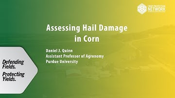Assessing Hail Damage in Corn