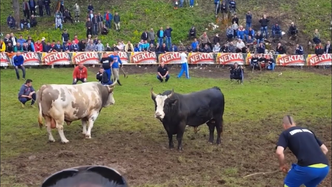 UDARNA BORBA 2 - KUKAN (vl. Enver Patkovic) - KUKAN (vl. Danijel Blazevic) - VIDIKOVAC - 04.06.2023.