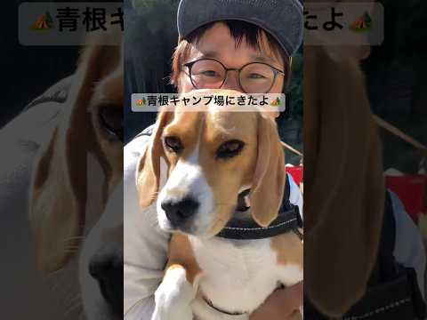 青根キャンプ場に来たビーグル犬 #beagle #キャンプ