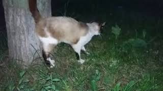 Cutest kitten meow on the street in the dark