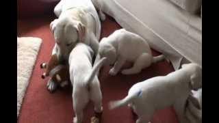 6 Week Old Golden Labrador Retriever Puppies