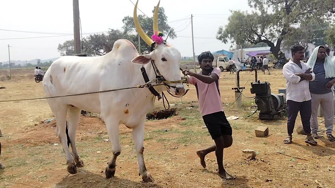 P kotakonda balaram gaari bulls #automobile #beautifulfolksong #movieclip #lovesong #cow 